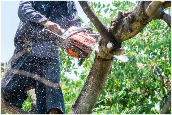 tree services Fort Washington